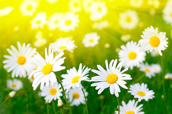 Ten Reasons Daisies Are Special