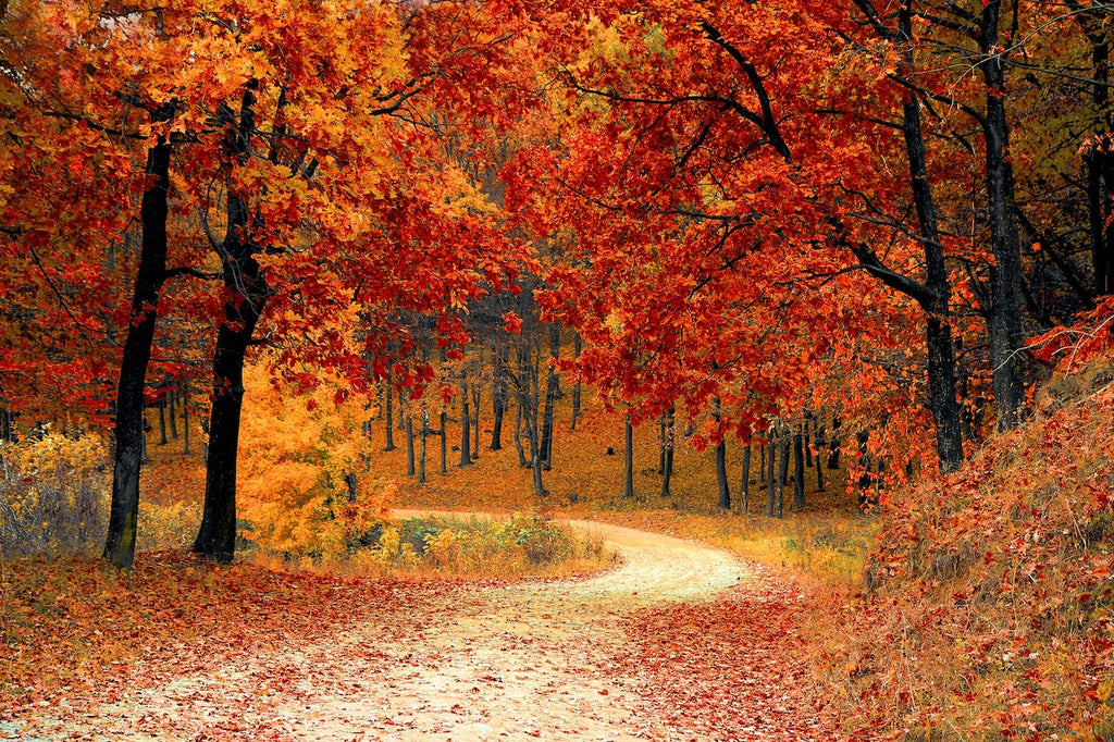 The Beauty of Autumn