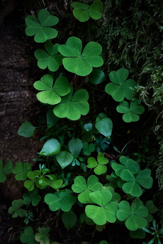 How to Have Some Irish Good Luck This St. Patrick's Day